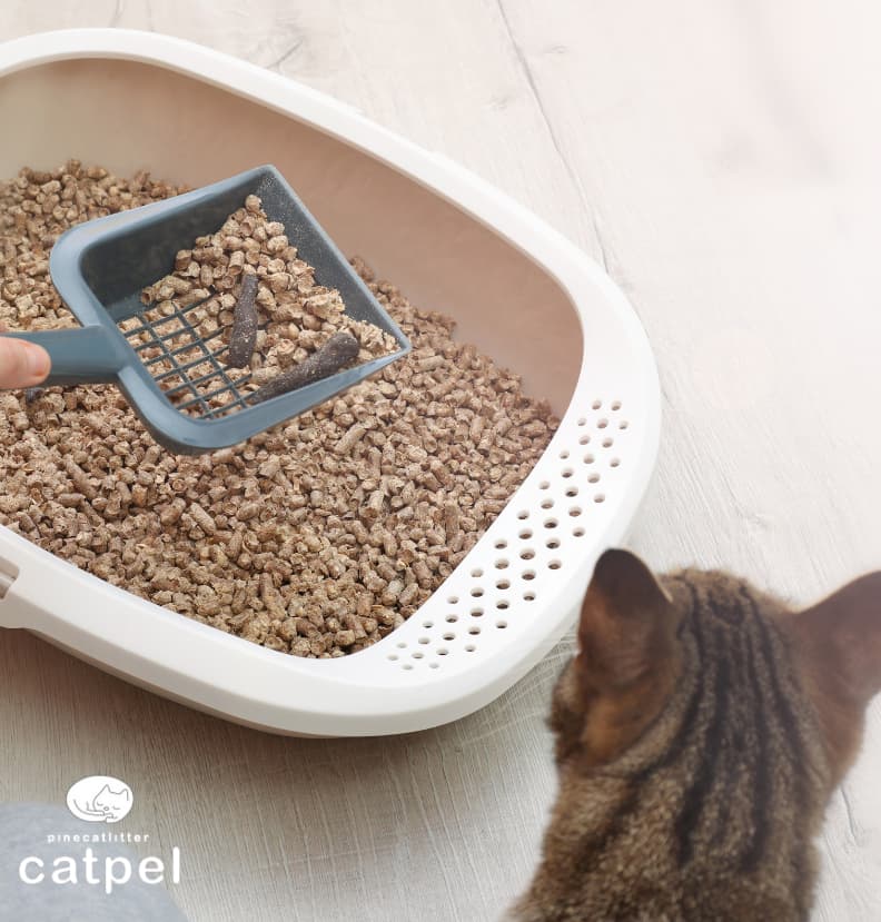 Kedi Kumu Bakım Hataları.