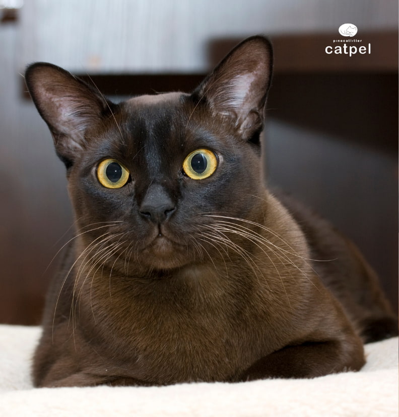 Birman Kedisi.