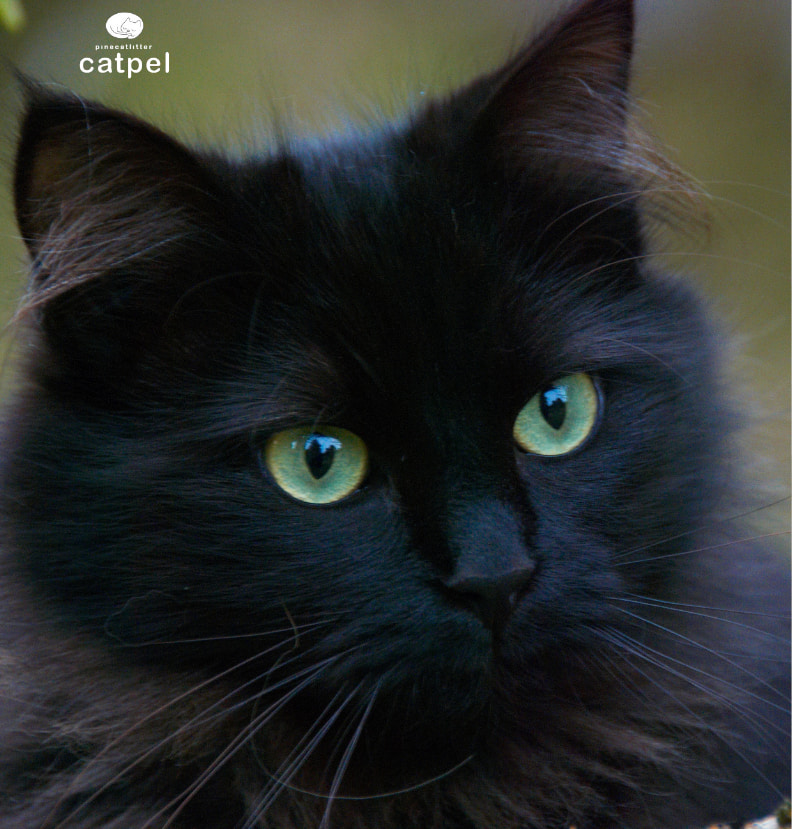 Siyah Kedi Cinsleri Nelerdir?