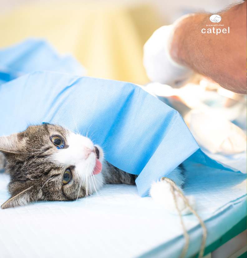 Dişi Kedi Kısırlaştırma.