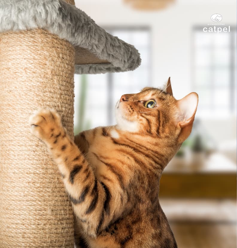 Kedi Tırmalaması Nedir?